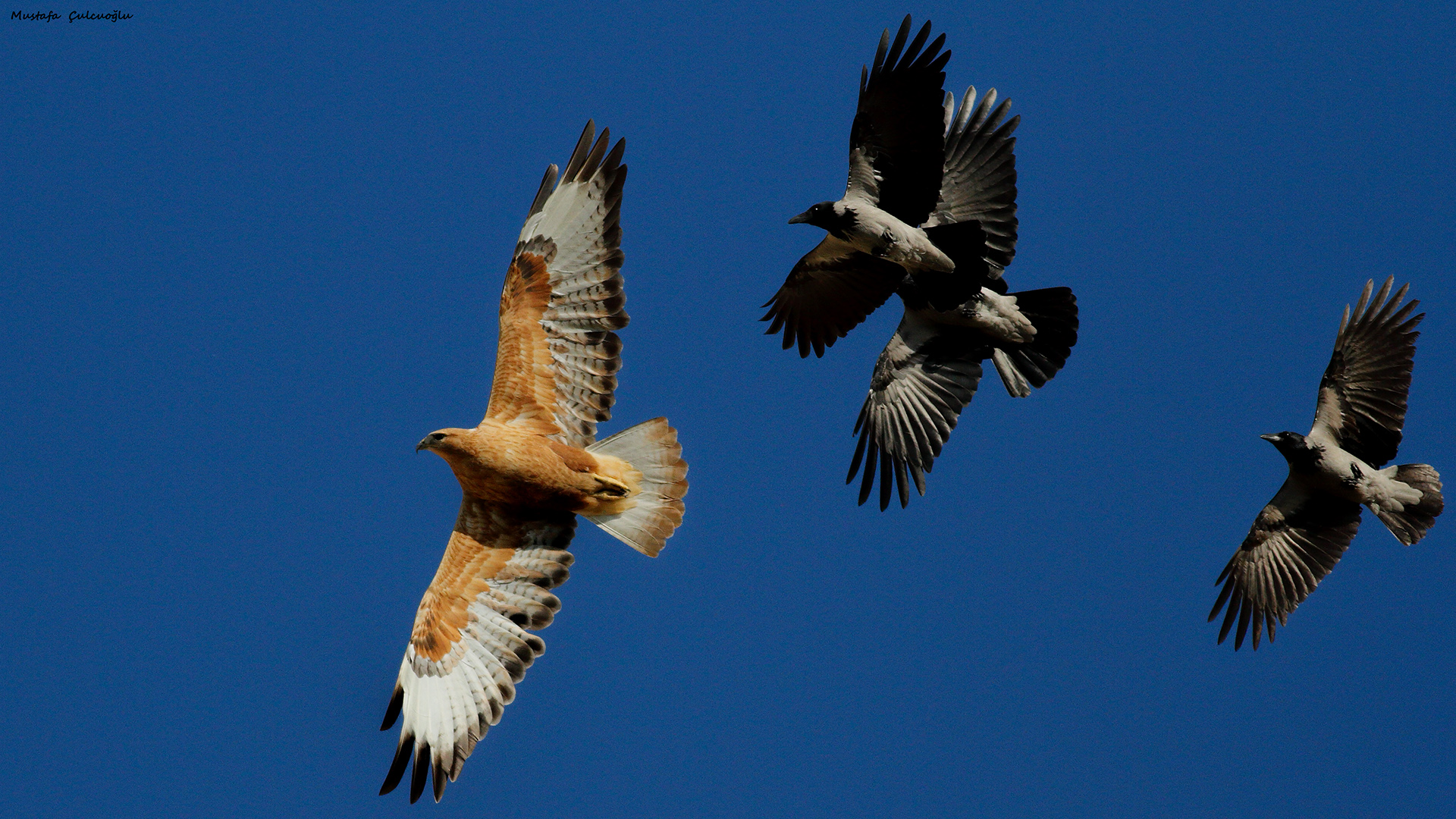 Long-legged Buzzard